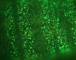Scripps scientists help decode mysterious green glow of the sea