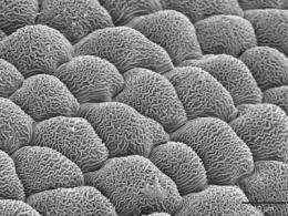Study sheds light on microscopic flower petal ridges