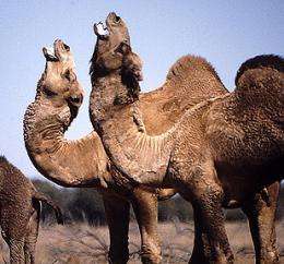 Study shows how camels keep their cool