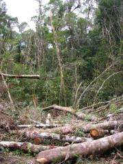 Tropical forests affected by habitat fragmentation store less biomass and carbon dioxide