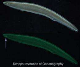 Unusually large family of green fluorescent proteins discovered in marine creature