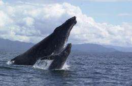 Whale-sized genetic study largest ever for southern hemisphere humpbacks
