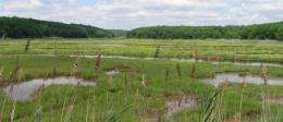 Climate change may spell demise of key salt marsh constituent