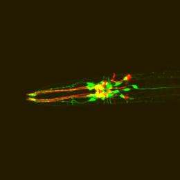 Researchers find new actions of neurochemicals (w/ Video)