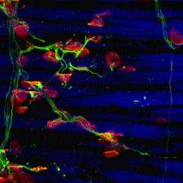 Scientists discover master regulator of motor neuron firing