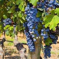 Greeks uncorked French passion for wine
