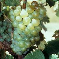 Scientists get to the root of ancient case of sour grapes