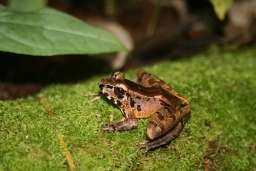 Scientists discover ultrasonic communication among frogs
