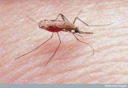 Scientists reveal malaria parasites' tactics for outwitting our immune systems