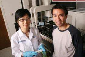 Researchers disrupt biochemical system involved in cancer, degenerative disease