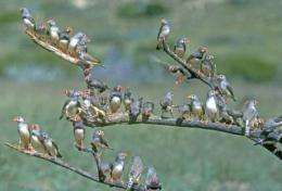 Scientists find a common link of bird flocks, breast milk and trust