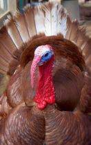 Probing Question: What is a heritage turkey?