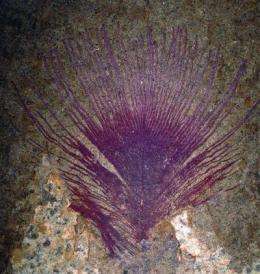 Scientists find evidence of iridescence in 40 million-year-old feather fossil