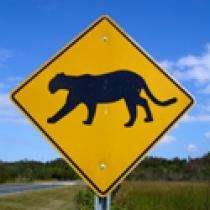 Probing Question: What are wildlife corridors?