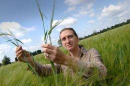DNA of ancient lost barley could help modern crops cope with water stress
