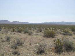 Climate Change, Nitrogen Loss Threaten Plant Life in Arid Desert Soils