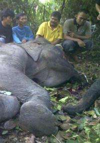 2 rare elephants found dead in Indonesian jungle (AP)