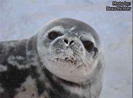 Antarctic expedition studies survival strategies of Weddell seals