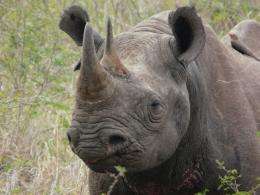 Conservation targets too small to stop extinction