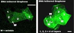 Engineers create DNA sensors that could identify cancer using material only one atom thick