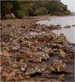 Invasive species threaten critical habitats, oyster among victims