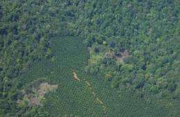 Smithsonian scientist warns that palm oil development may threaten Amazon