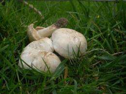 Climate change turns up heat on mushrooms
