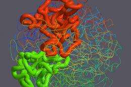 Scientists decipher the 3-D structure of the human genome
