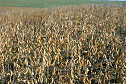 Scientists Find Ozone Levels Already Affecting Soybean Yields
