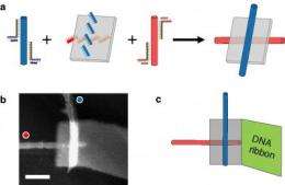Scientists develop DNA origami nanoscale breadboards for carbon nanotube circuits