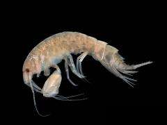 Scientists discover new species of crustacean on Lanzarote