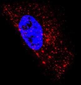 Researchers develop new way to see single RNA molecules inside living cells