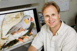 Researchers see evidence of memory in the songbird brain