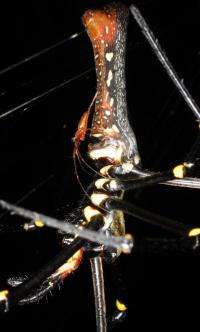 Scientists discover largest orb-weaving spider