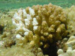 Discovery of the Jekyll-and-Hyde factors in 'coral bleaching'