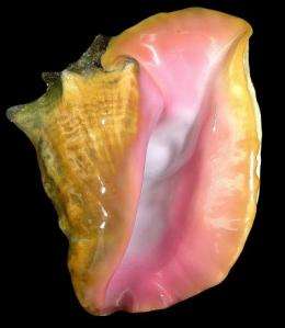Scientists are first to 'unlock' the mystery of creating cultured pearls from the queen conch