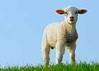 Scientists use retroviruses to unravel woolly history of sheep domestication