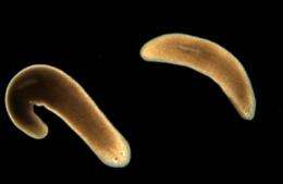 International research team seeks to unravel flatworm regeneration