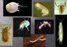 Researchers go underground to reveal 850 new species