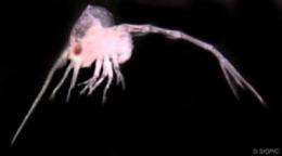Scripps scientists to develop 'swarms' of miniature robotic ocean explorers