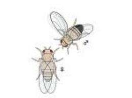 UCSB scientists show that female fruit flies can be 'too attractive' to males