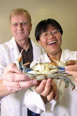 Research could boost coastal economics with crustacean molting on demand
