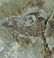 Origin of birds confirmed by exceptional new dinosaur fossils