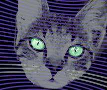 Quantum cat's 'whiskers' offer advanced sensors