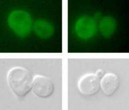 Newly discovered mechanism allows cells to change state