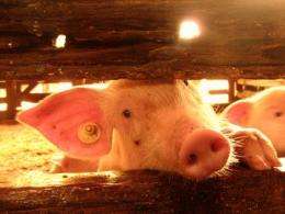 77 percent of European pigs are castrated without anesthetic
