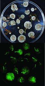 7 new luminescent mushroom species discovered