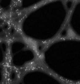 Nanoparticles go platinum: NCEM instruments provide key images