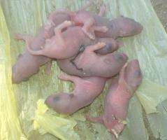 baby mice