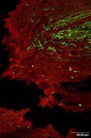 The dormant potential of damaged nerve cells